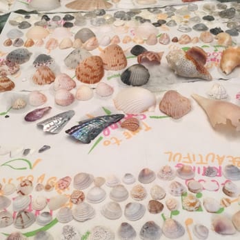 Shell Key Shuttle - All the shells we collected! - Boat Charters Near Me - St. Pete Beach, Florida