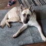 Photo of Dog Gone Gorgeous