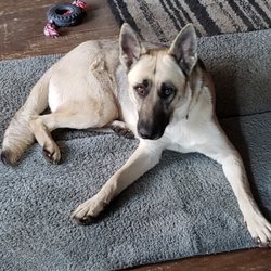 Dog Gone Gorgeous - Bella waiting for her favorite groomer. Every appointment she'll lay and watch for the grooming van to pull up....