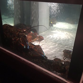 Red Lobster - Live Lobsters - Seafood Near Me - Appleton, Wisconsin Red Lobster - Live Lobsters - Seafood Near Me - Appleton, Wisconsin