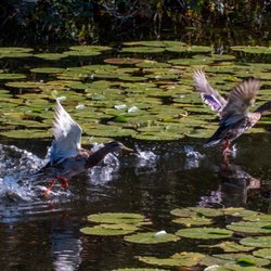 Wye Marsh Wildlife Centre - I visit the Wye almost every weekend and love it!  We always see frogs and turtles, and sometimes a rabbit or an otter and loads of birds!