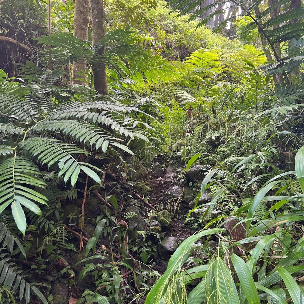 Twin Falls Trail - Hiking Near Me - Haiku, Hawaii Twin Falls Trail - Hiking Near Me - Haiku, Hawaii