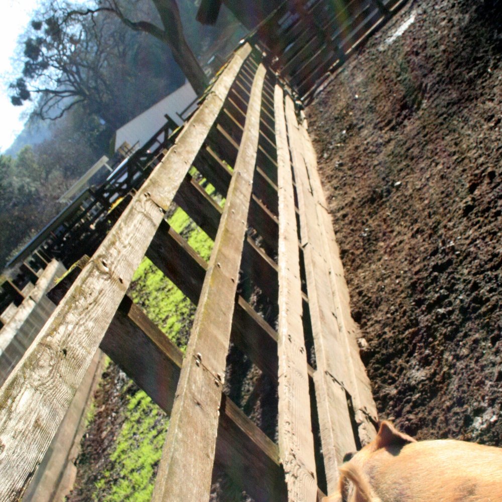 Deer Hollow Farm - Pigs at Deer Hollow Farm - Kids Activities Near Me - Cupertino, California
