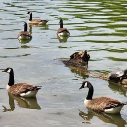Prospect Park Lake - Canada geese