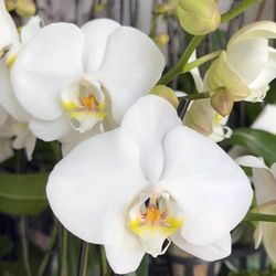 Casaplanta Garden Center - We have hundreds of unique orchids to choose from for Mother's Day!