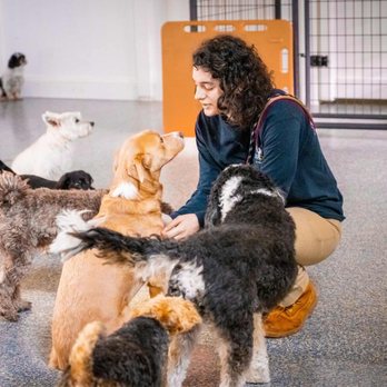DogiZone - Pet Training Near Me - Rockville, Maryland DogiZone - Pet Training Near Me - Rockville, Maryland