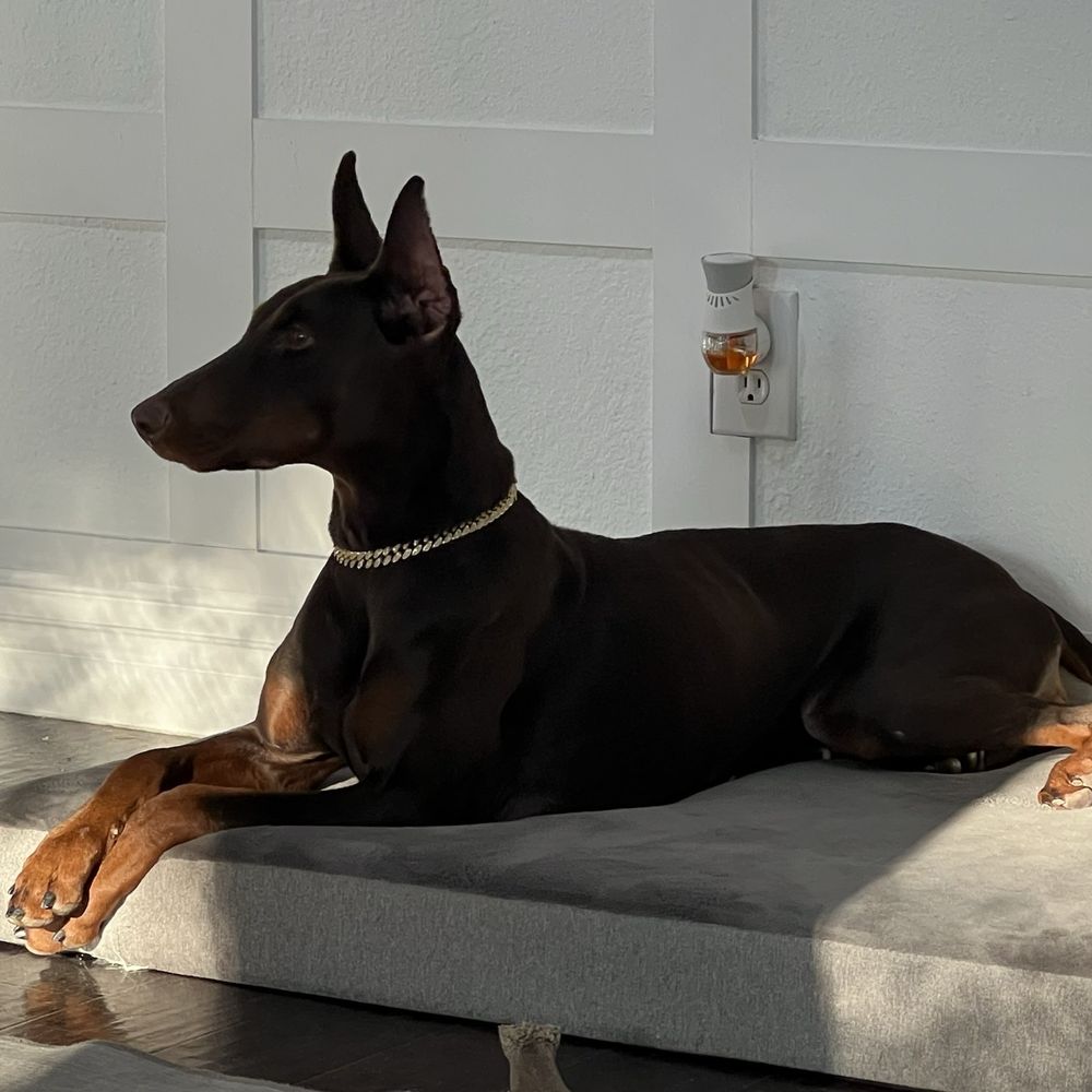 Signature K9 Training Academy - Dog, Nova, Doberman - Pet Training Near Me - Elgin, Texas Signature K9 Training Academy - Dog, Nova, Doberman - Pet Training Near Me - Elgin, Texas