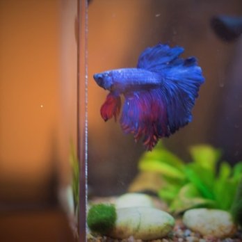Deeper Connections Counseling - Our Fish! - Counseling & Mental Health Near Me - Chicago, Illinois