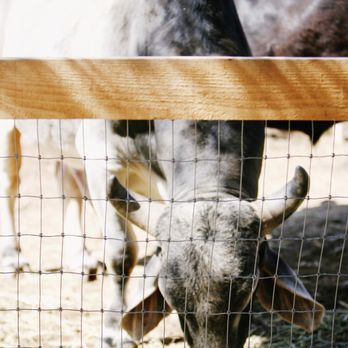 Farm Sanctuary - Animal Shelters Near Me - Acton, California