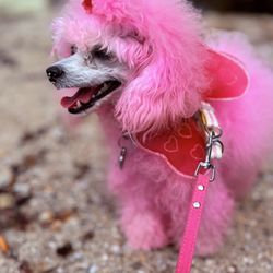 Mozzarella the Poodle