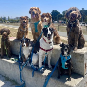 Bark Around The Block - Dog Walkers Near Me - Alameda, California Bark Around The Block - Dog Walkers Near Me - Alameda, California