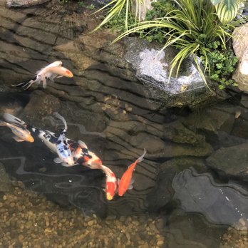 Aquatic Life Service - One of my crystal clear koi ponds thanks to Michael - Aquarium Services Near Me - Manhattan Beach, California Aquatic Life Service - One of my crystal clear koi ponds thanks to Michael - Aquarium Services Near Me - Manhattan Beach, California
