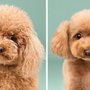 Photo of Cali Happy Paws Mobile Pet Grooming