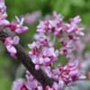Behmerwald Nursery gift card