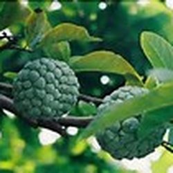 Tealicious Tea & Wellness Center - Sugar Apple used for Tea