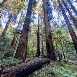 Muir Woods Visitor Center