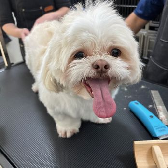 The Dapper Dog Salon & Boutique - One of our beautiful pups after a trim - Pet Groomers Near Me - Mill Valley, California The Dapper Dog Salon & Boutique - One of our beautiful pups after a trim - Pet Groomers Near Me - Mill Valley, California