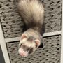 Fircrest Veterinary Hospital