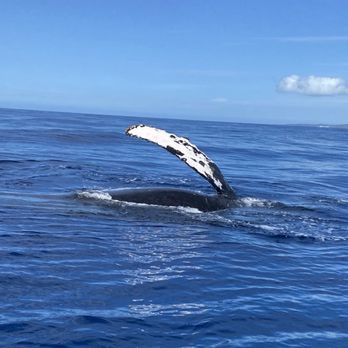 Ultimate Whale Watch & Snorkel - Whale Watching Tours Near Me - Lahaina, Hawaii Ultimate Whale Watch & Snorkel - Whale Watching Tours Near Me - Lahaina, Hawaii