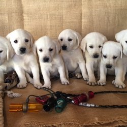 Silver and Charcoal Kennels - Polar white Lab puppies for sale