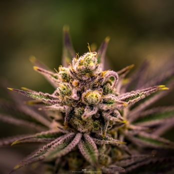 Oregrown - Cannabis Dispensaries Near Me - Bend, Oregon