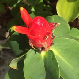 French kiss ginger plant. French kiss ginger plant.