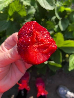 Biringer Farms by null