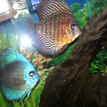 Rainbow Aquarium and Pond - Discusbi got from Rainbow - Aquarium Services Near Me - Arleta, California Rainbow Aquarium and Pond - Discusbi got from Rainbow - Aquarium Services Near Me - Arleta, California