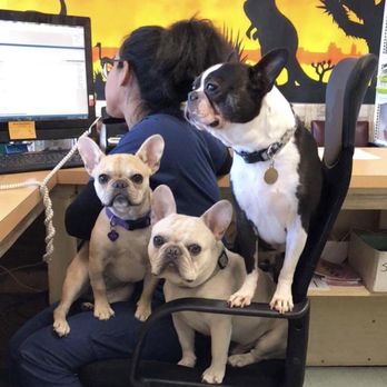 Aussie Animal Hospital - In-house Pets - Veterinarians Near Me - Cutler Bay, Florida Aussie Animal Hospital - In-house Pets - Veterinarians Near Me - Cutler Bay, Florida