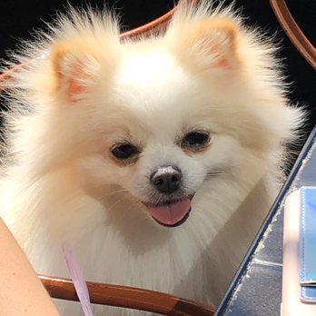 Kibble Pet Grooming - Looking clean! - Pet Groomers Near Me - Dallas, Texas