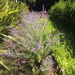 Square Pétramale - Lavende