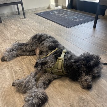 Fetch Specialty & Cancer Veterinary Center - Veterinarians Near Me - Brandon, Florida Fetch Specialty & Cancer Veterinary Center - Veterinarians Near Me - Brandon, Florida