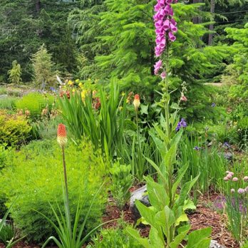 Stone Creek Lodge - Garden view. - Hotels Near Me - Ashford, Washington Stone Creek Lodge - Garden view. - Hotels Near Me - Ashford, Washington
