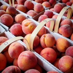 Murphy Orchard