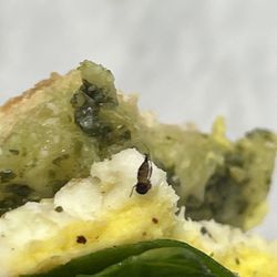 Drive Thru Joe - Bug
