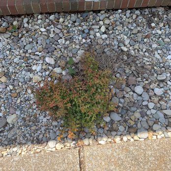 Unique Designs Nursery & Landscaping - This bush is trying to live but not sure what to do for it. - Landscaping Near Me - Murray, Kentucky Unique Designs Nursery & Landscaping - This bush is trying to live but not sure what to do for it. - Landscaping Near Me - Murray, Kentucky