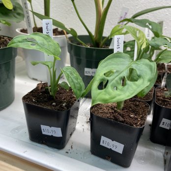 The Plant Sitter - Mini Swiss cheese plants - Nurseries & Gardening Near Me - San Jose, California The Plant Sitter - Mini Swiss cheese plants - Nurseries & Gardening Near Me - San Jose, California