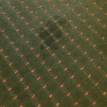 Days Inn - Stain on the carpet! Go team!!! - Hotels Near Me - Hamilton, Ontario