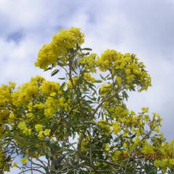 Green Spaces Consulting - Tree Services Near Me - Palm Beach Gardens, Florida Green Spaces Consulting - Tree Services Near Me - Palm Beach Gardens, Florida