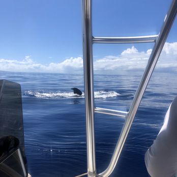 Makai Adventures - Whale watching - Boat Charters Near Me - Lahaina, Hawaii Makai Adventures - Whale watching - Boat Charters Near Me - Lahaina, Hawaii