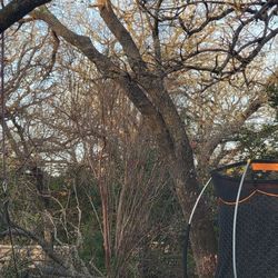 A-1 Tree Service - Tree 2