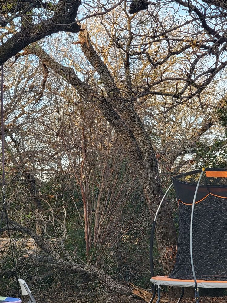 A-1 Tree Service - tree service in Fort Worth, TX