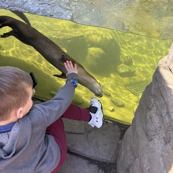The Buffalo Zoo - Playing with the otters - Zoos Near Me - Buffalo, New York