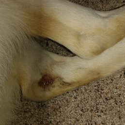 Our service dog in training went to #Petsmart Hotel (Eden Prairie) Dog day camp for a 3 hour play date and this is what he got.