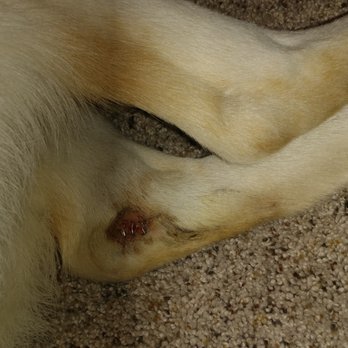 PetSmart - Our service dog in training went to #Petsmart Hotel (Eden Prairie) Dog day camp for a 3 hour play date and this is what he got. - Pet Groomers Near Me - Eden Prairie, Minnesota