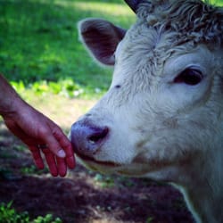 Crescent Creek Farm - Grass finished beef available!