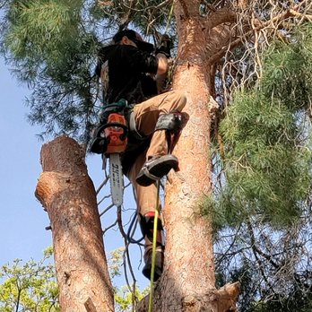 Woodpeckers Trees - Tree Services Near Me Woodpeckers Trees - Tree Services Near Me