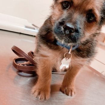 Ozark Veterinary Clinic - Veterinarians Near Me - Ozark, Alabama Ozark Veterinary Clinic - Veterinarians Near Me - Ozark, Alabama