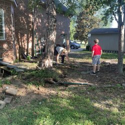 GT Tree Company - Before pic