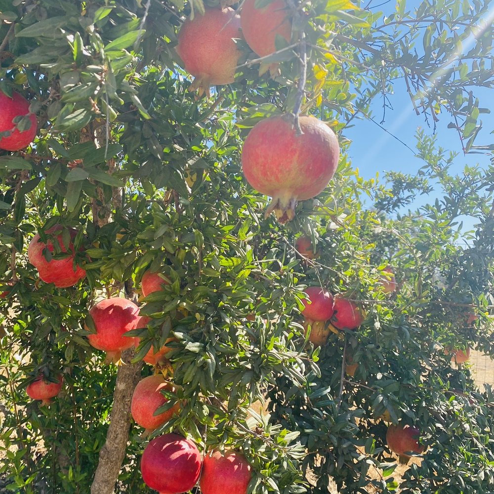 Back-to-Eden Ranch - Attraction Farms Near Me - Gilroy, California